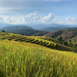 Beautiful Rice Field