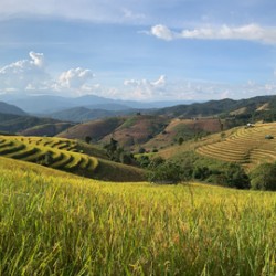 Beautiful Rice Field 2