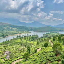 Beautiful River Through Tea Plantations