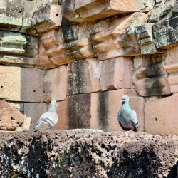 Birds in Historical Site