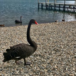 Black Swan by the Lake