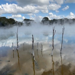 Branches reflections