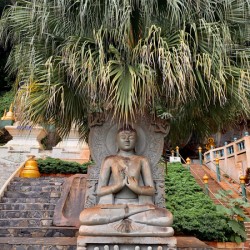 Buddha Under the Tree