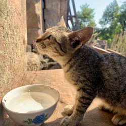 Cat Dreaming of the Future