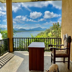 Cat Eating with a View