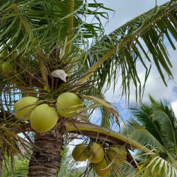 Cocunuts in the sky