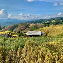 Colorful Rice Fields