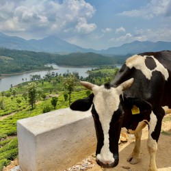 Cow with a View
