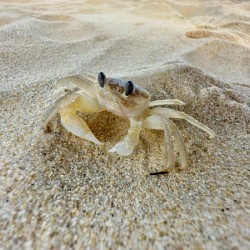 Crab on the Beach 2
