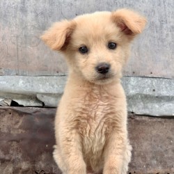 Cutest Puppy Ever Posing