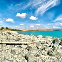 Dead Wood in Front of the Lake