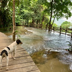 Dog Looking at the Horizon
