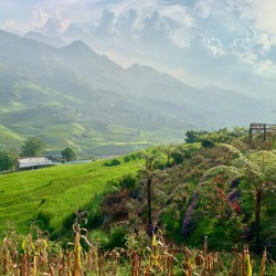 Dreamy Sunset on the Rice Fields