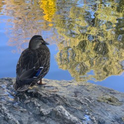 Duck like a Painting