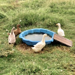 Ducks Plastic Pool
