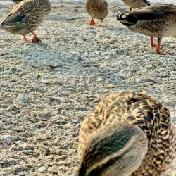 Ducks on the Beach