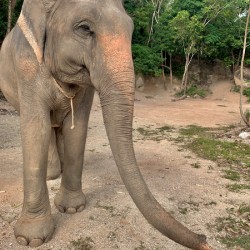 Elephant Trunk Sideways