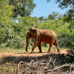Elephant in the Wild