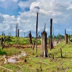 Field of Broken Trees