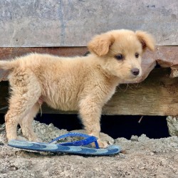 Flip Flop Puppy