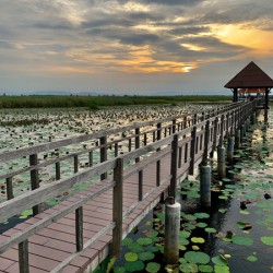 Follow to the Gazebo