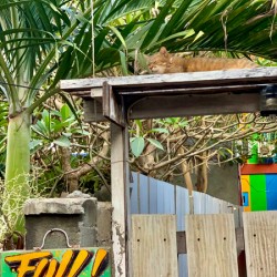 Full House Kitty Cat