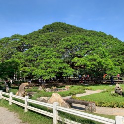 Giant Raintree 1