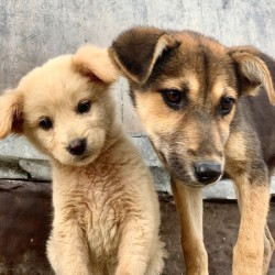 Give Me Some Room Puppy