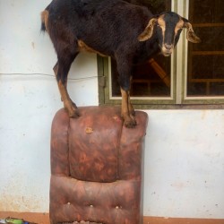 Goat on a Seat