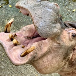 Hippos Teeth