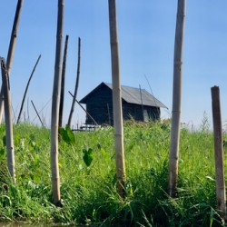 House behind the Bamboos