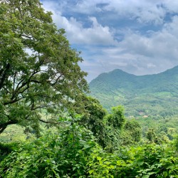 Jungle View