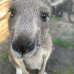 Kangaroo Close Up