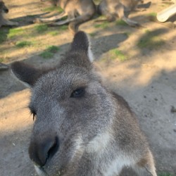 Kangaroo Selfie