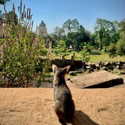 Kitty Overlooking the Garden