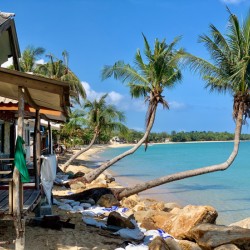 L Shaped Palm Trees Beach 2
