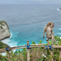 Last Monkey Standing