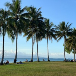 Let s Chill Under the Palm Trees
