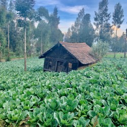 Little Cabbage House