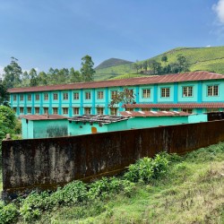 Living in the Tea Plantation