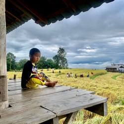 Boy Looking Over the Rice Field