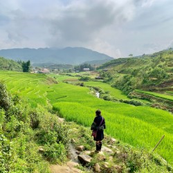 Looking Over the Rice Fields