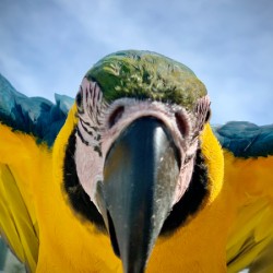 Macaws Close up