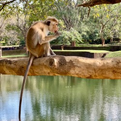 Monkey on a Branch