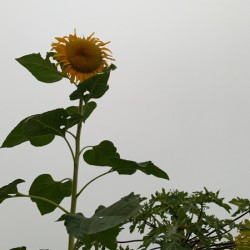 Mysterious Sunflower