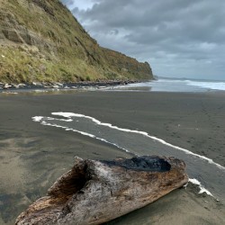 Nice Log on Black Sand
