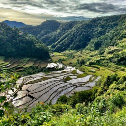 Nice Watery Rice Fields
