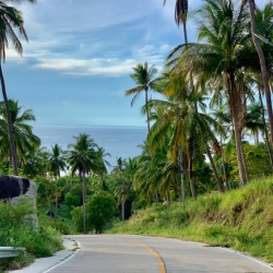 Palm Tree Road