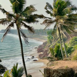 Palm Trees by the Beach