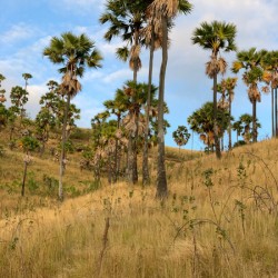 Palm Trees on the Hills